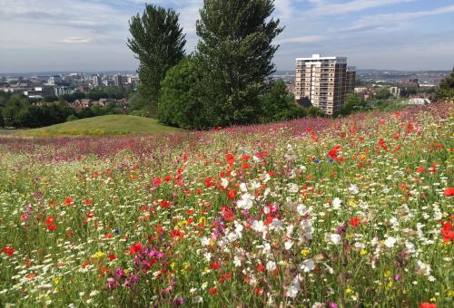Everton Park wildflowers in Liverpool